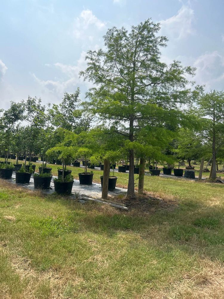 taxodium-distichum-bald-cypress