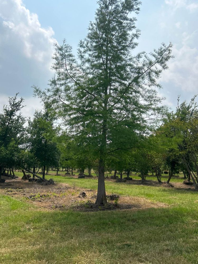 taxodium-distichum-bald-cypress
