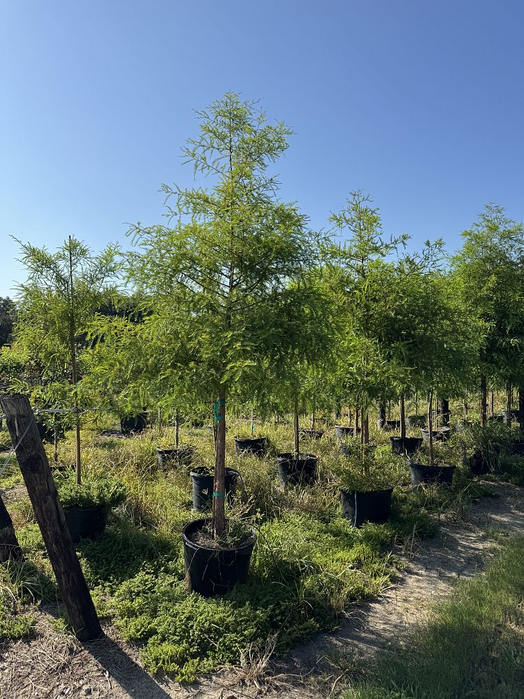 taxodium-distichum-bald-cypress