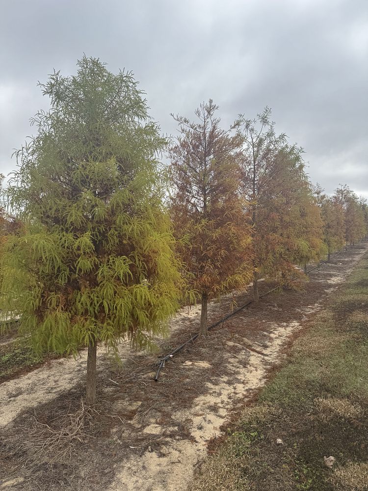 taxodium-distichum-bald-cypress