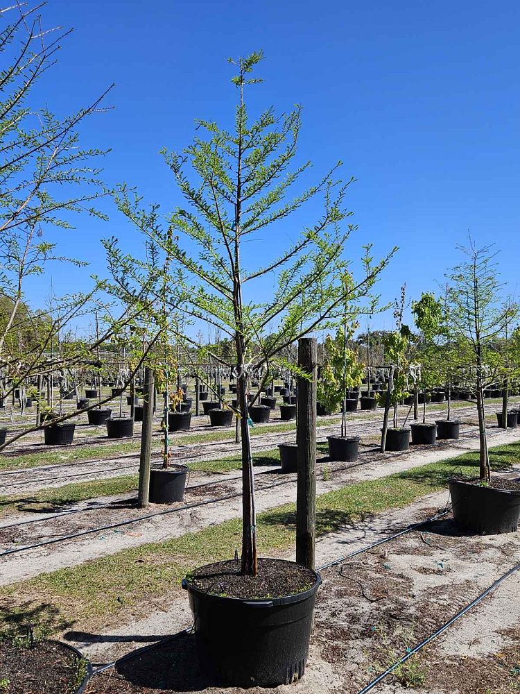 taxodium-distichum-bald-cypress