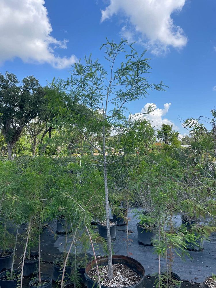 taxodium-distichum-bald-cypress