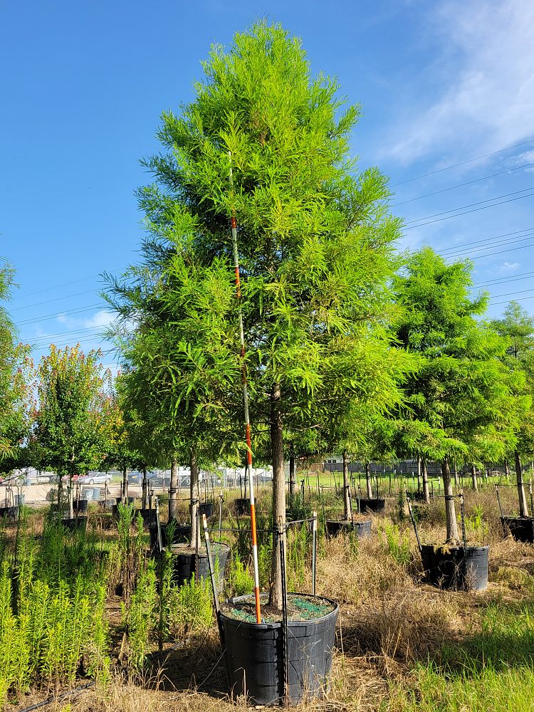 taxodium-distichum-bald-cypress
