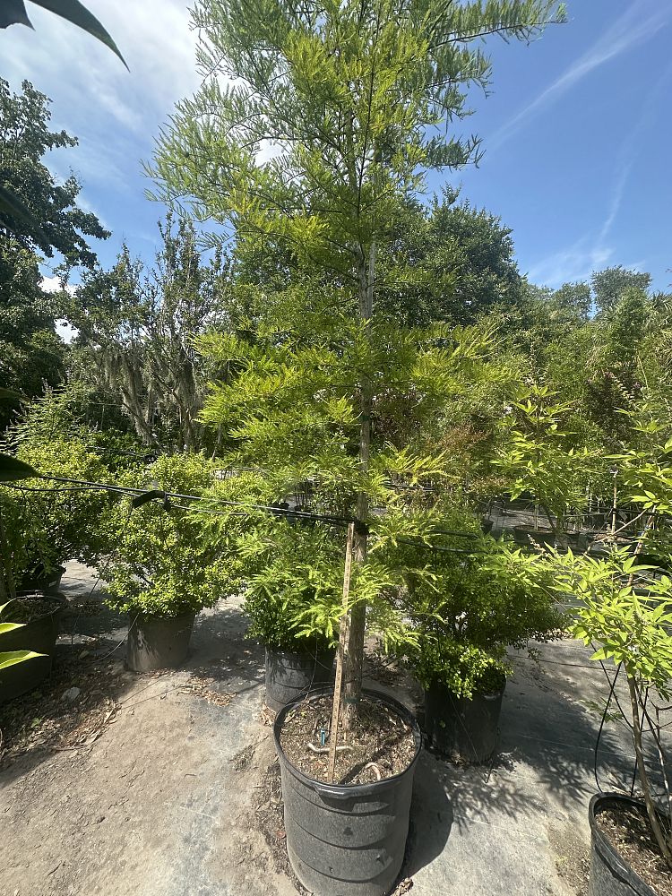taxodium-distichum-bald-cypress