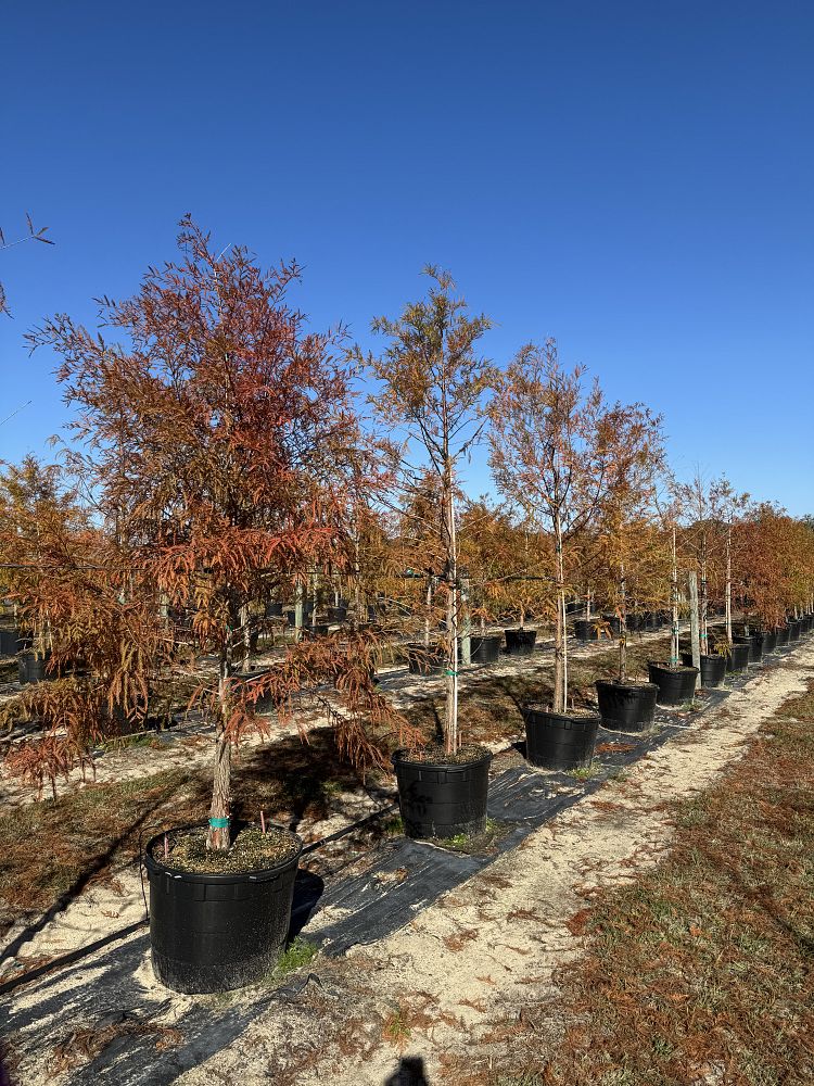 taxodium-distichum-bald-cypress
