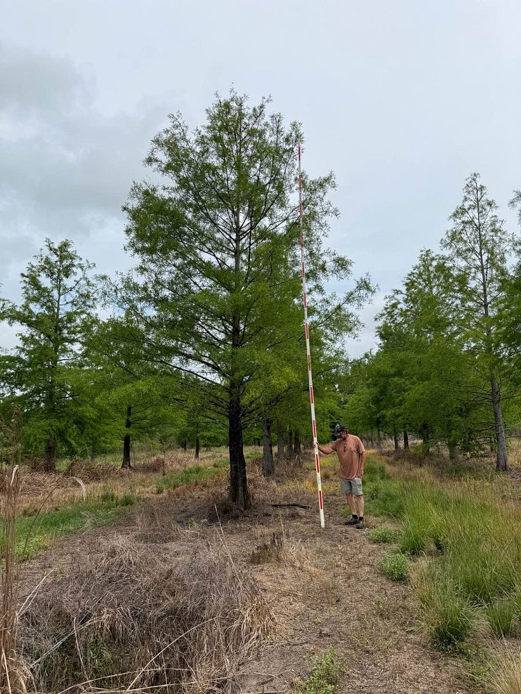 taxodium-distichum-bald-cypress