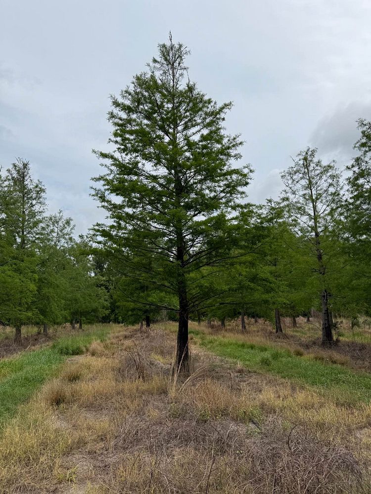 taxodium-distichum-bald-cypress