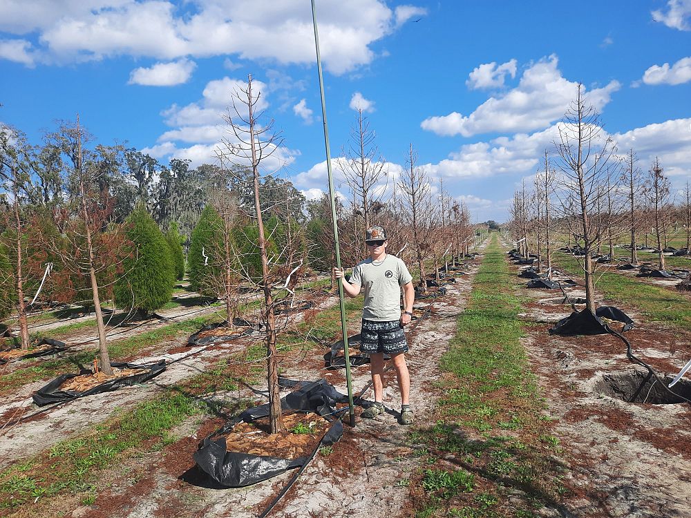 taxodium-distichum-bald-cypress