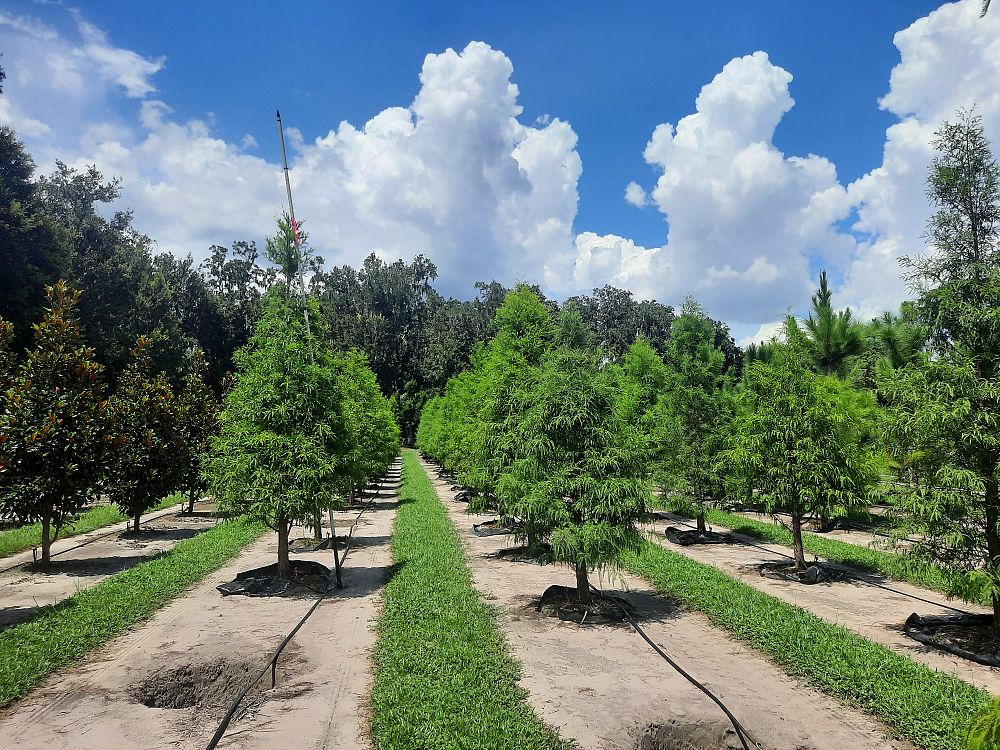 taxodium-distichum-bald-cypress
