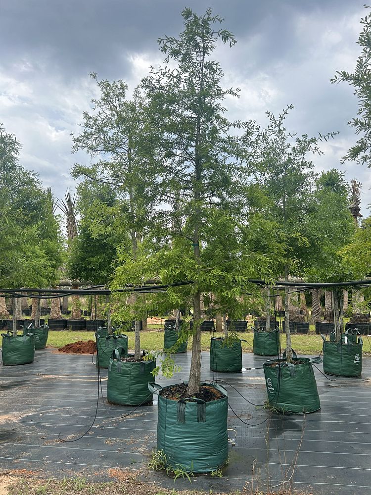 taxodium-distichum-bald-cypress