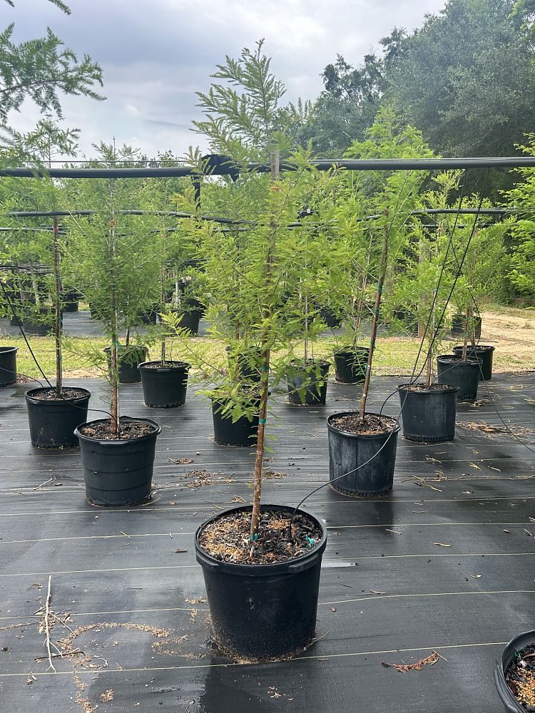 taxodium-distichum-bald-cypress