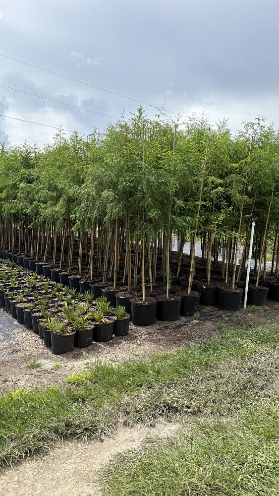 taxodium-distichum-bald-cypress