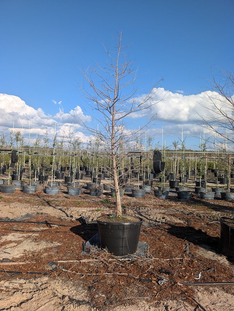 taxodium-distichum-bald-cypress