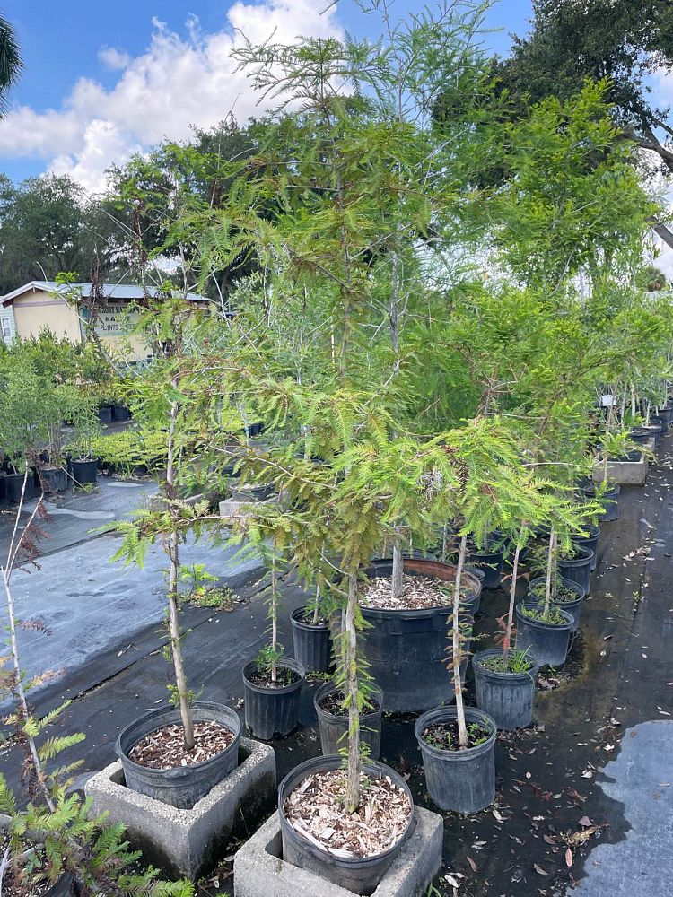 taxodium-distichum-bald-cypress