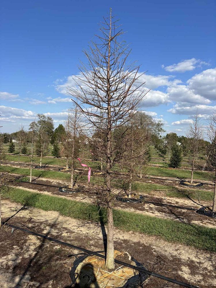 taxodium-distichum-bald-cypress