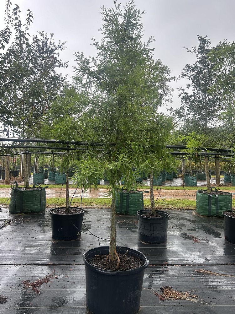 taxodium-distichum-bald-cypress