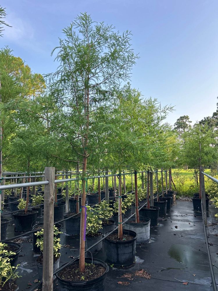 taxodium-distichum-bald-cypress