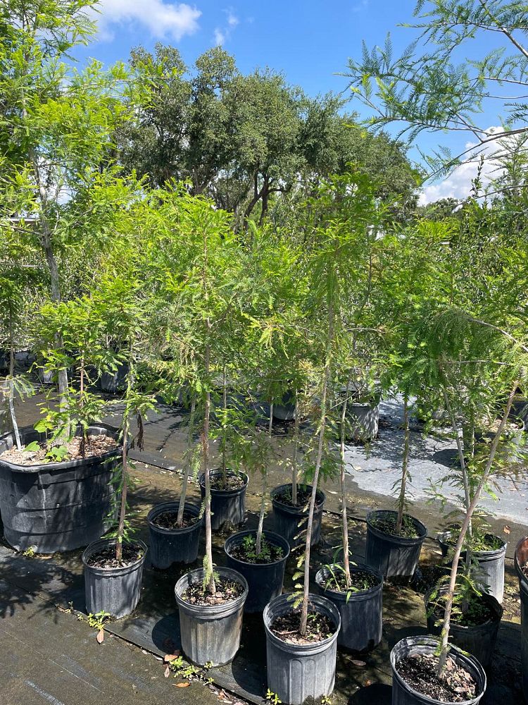 taxodium-distichum-bald-cypress
