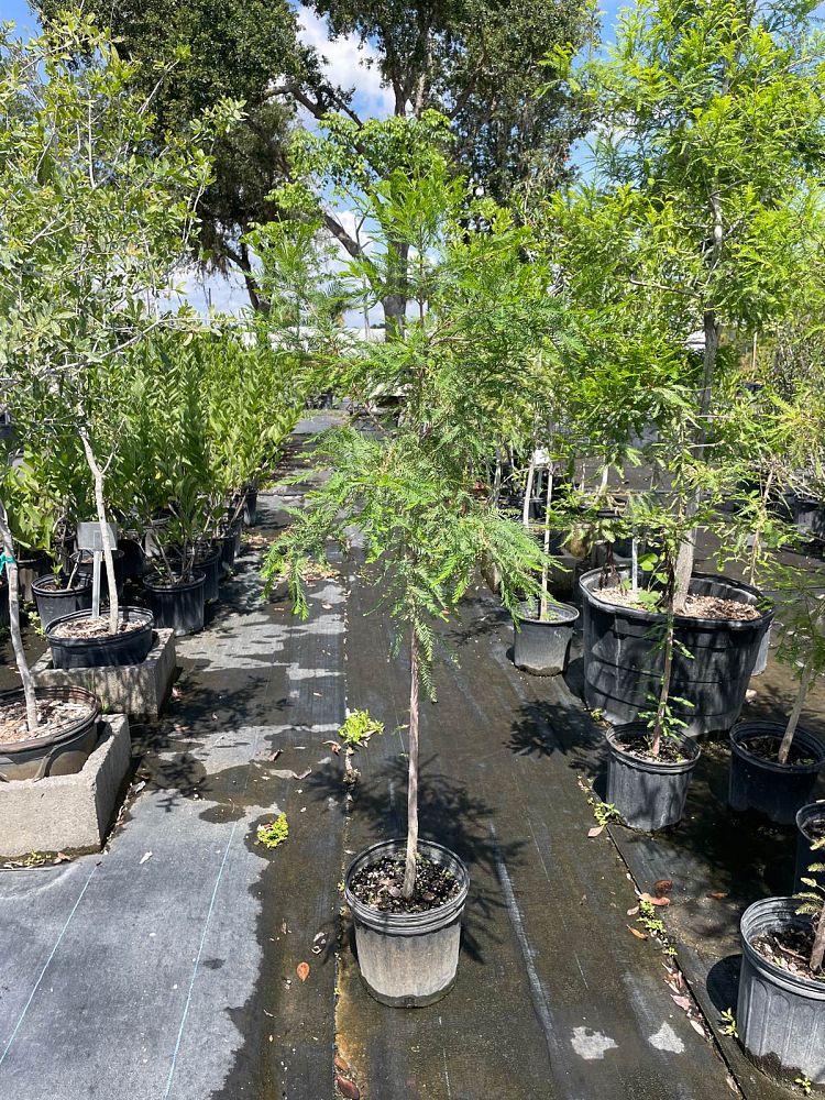 taxodium-distichum-bald-cypress