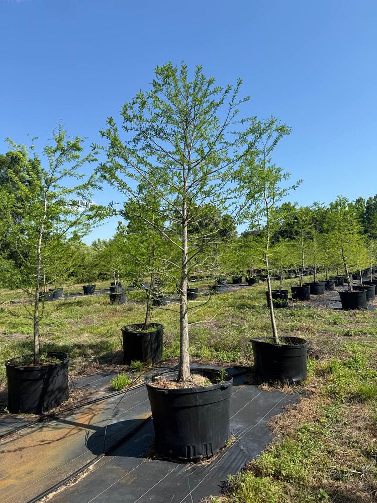 taxodium-distichum-bald-cypress