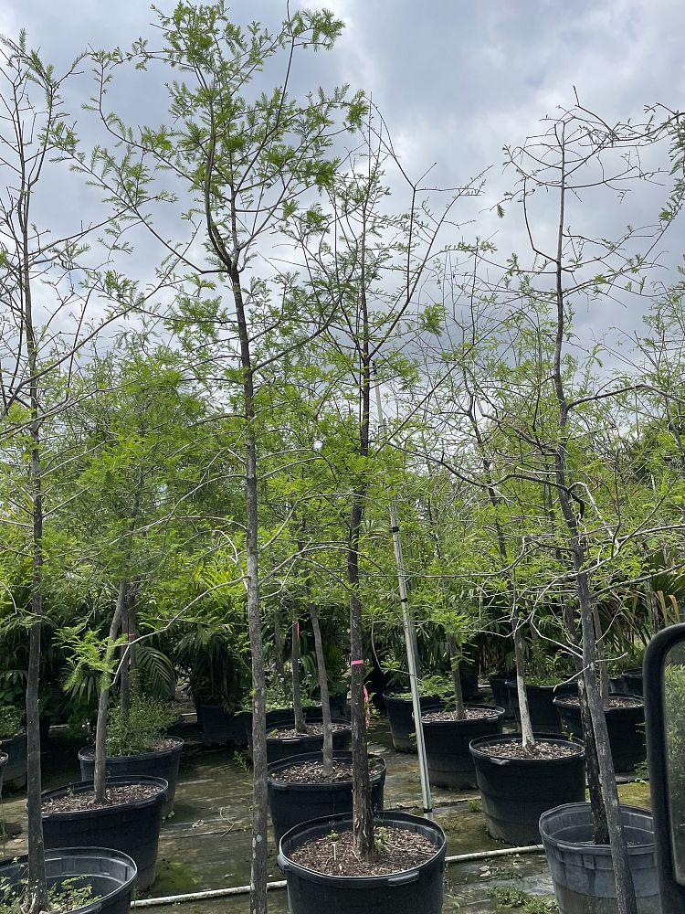 taxodium-distichum-bald-cypress