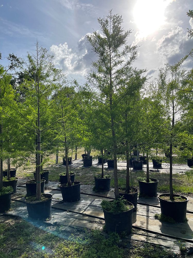 taxodium-distichum-bald-cypress