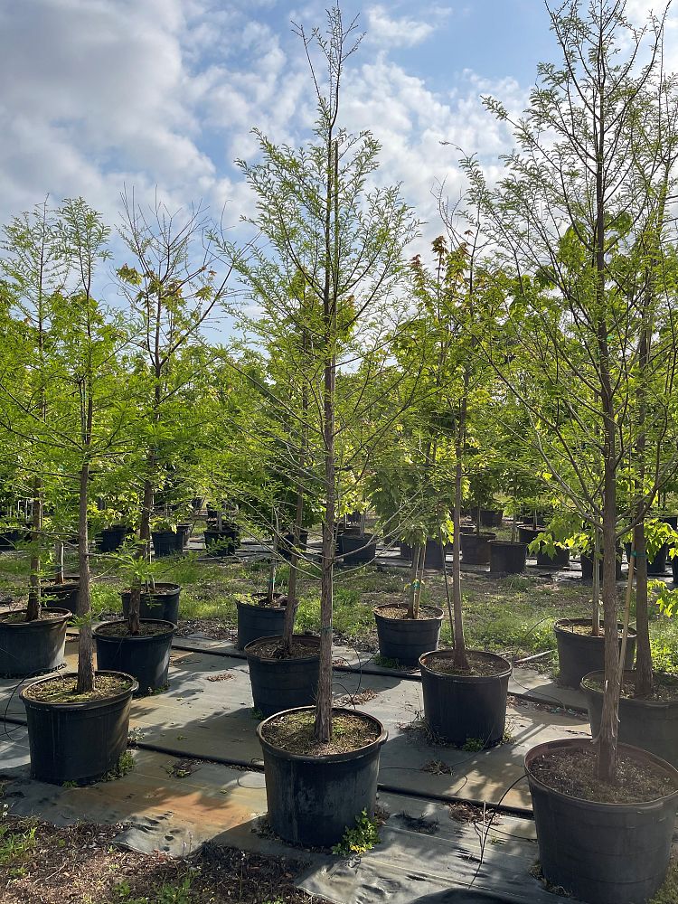 taxodium-distichum-bald-cypress