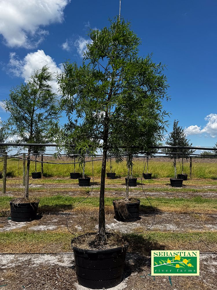 taxodium-distichum-bald-cypress