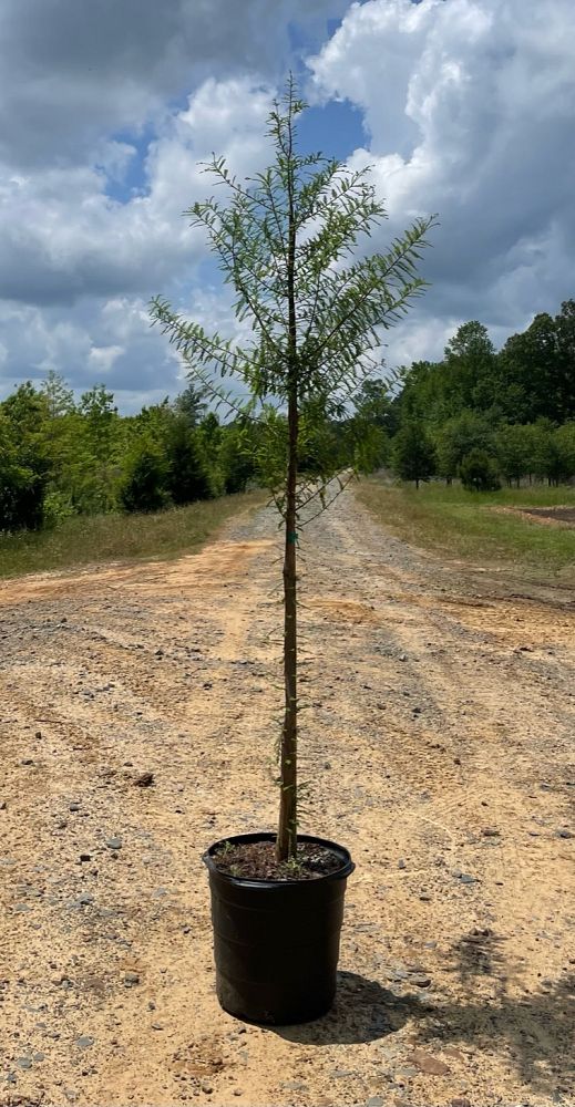 taxodium-distichum-bald-cypress
