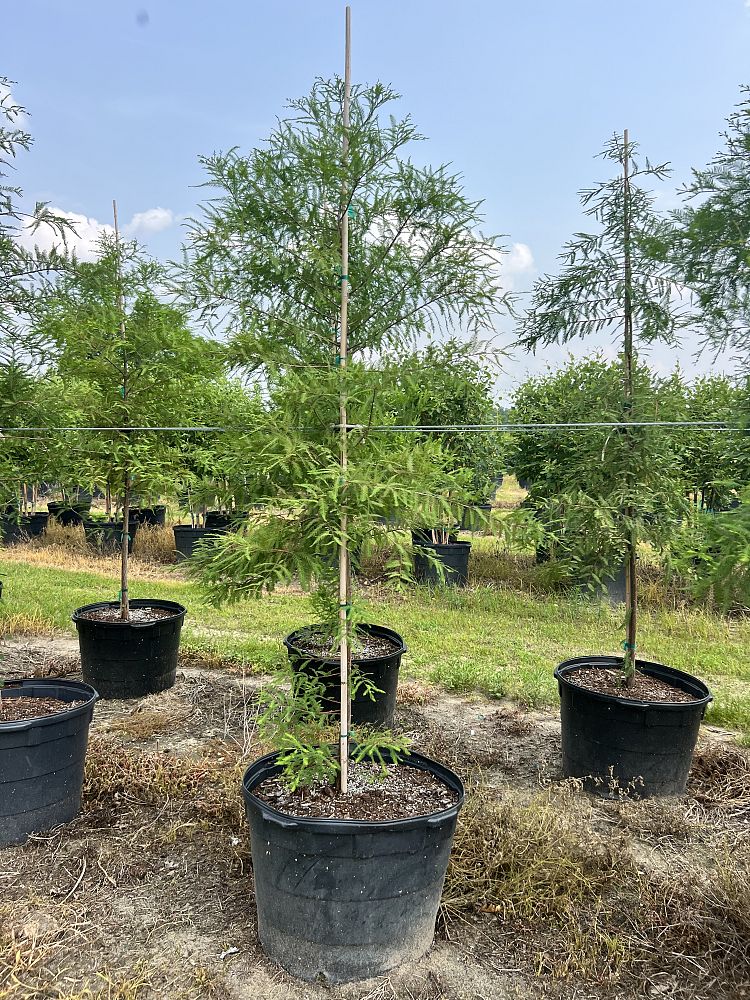 taxodium-distichum-bald-cypress