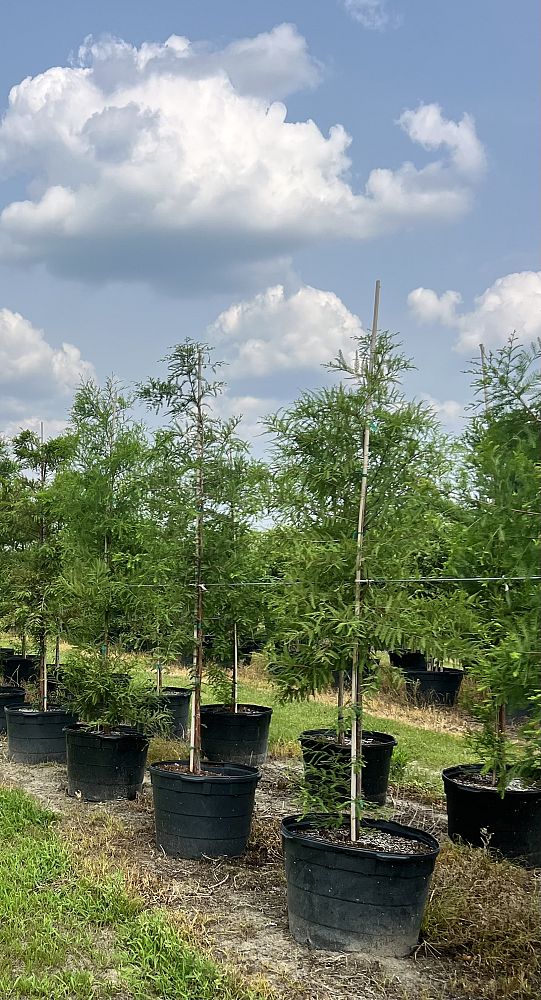 taxodium-distichum-bald-cypress