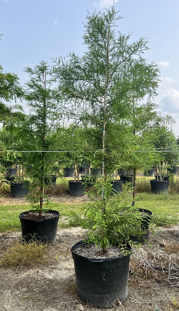 taxodium-distichum-bald-cypress