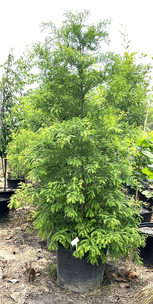 taxodium-distichum-bald-cypress