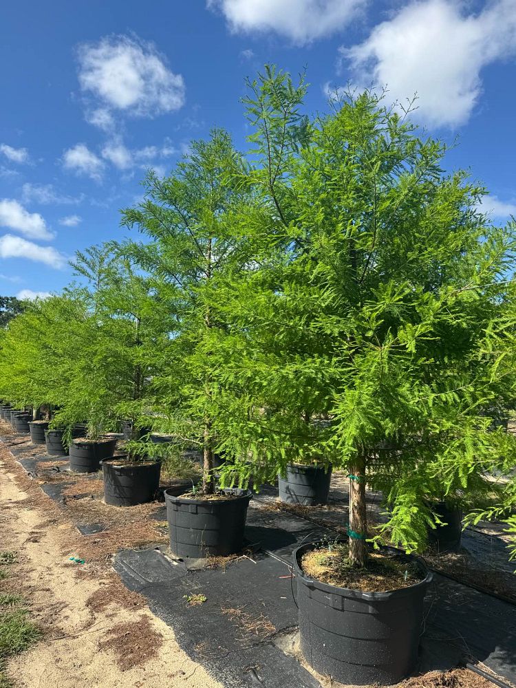 taxodium-distichum-bald-cypress