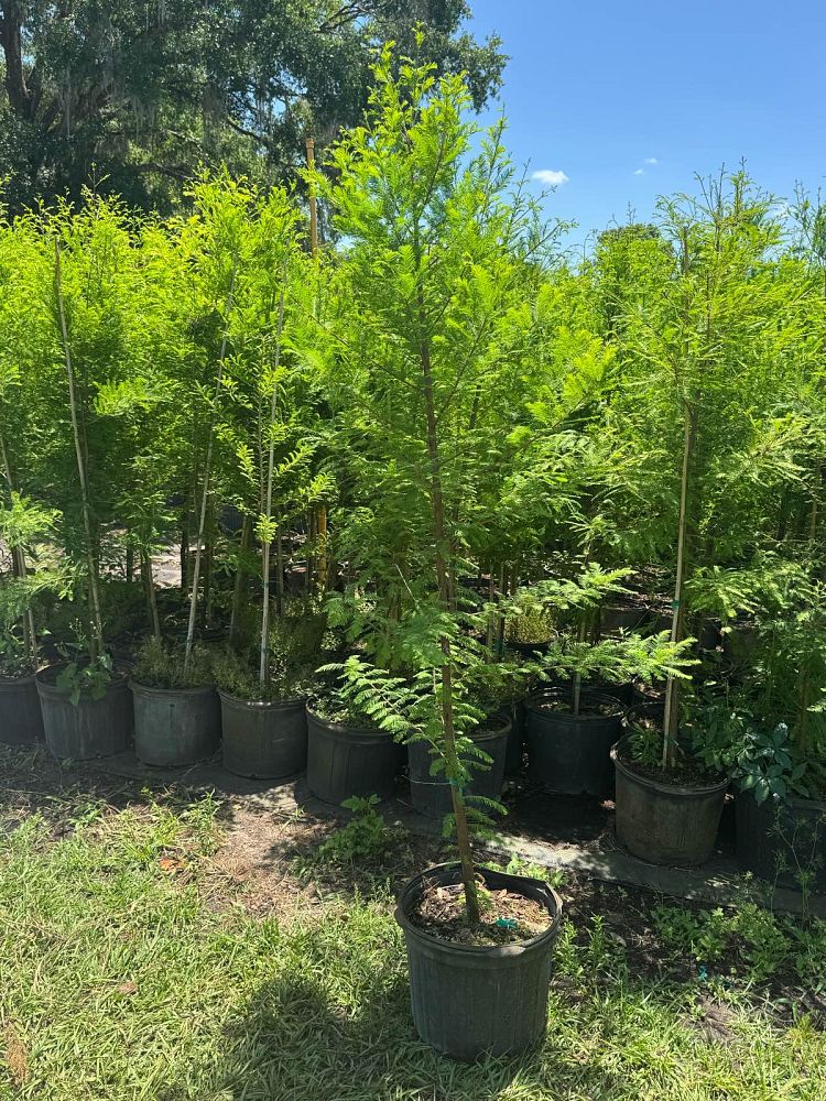 taxodium-distichum-bald-cypress
