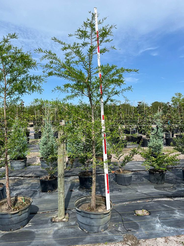 taxodium-distichum-bald-cypress