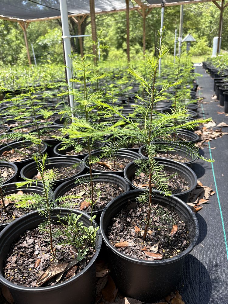 taxodium-distichum-bald-cypress