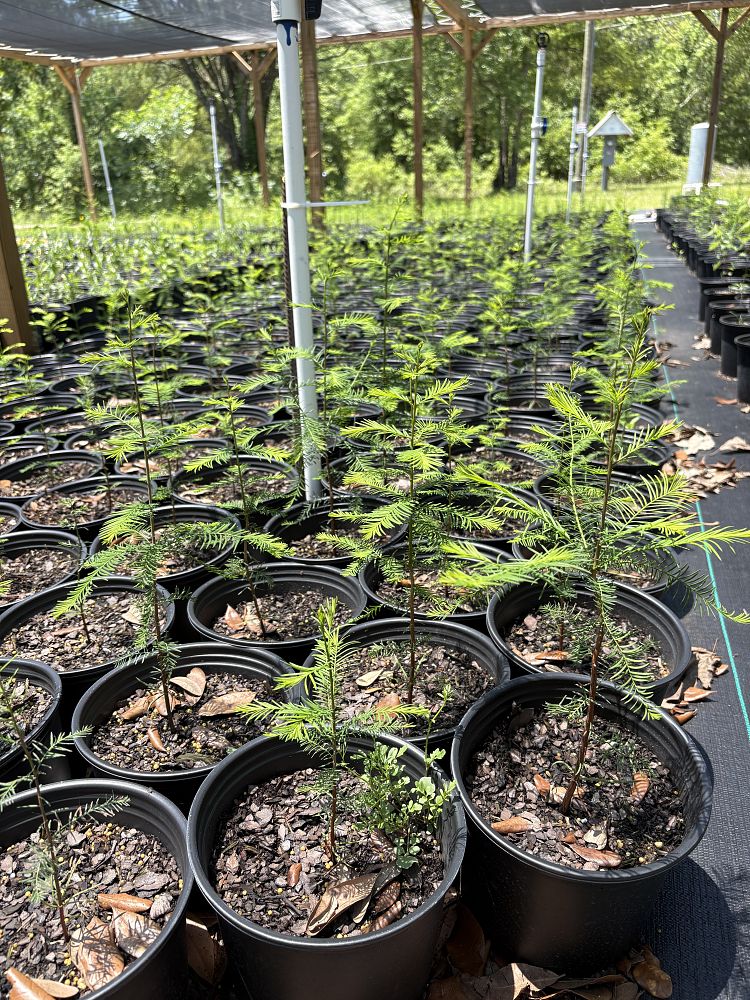 taxodium-distichum-bald-cypress