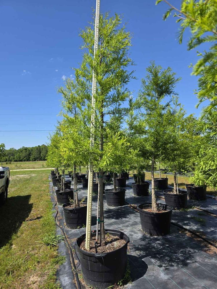 taxodium-distichum-bald-cypress