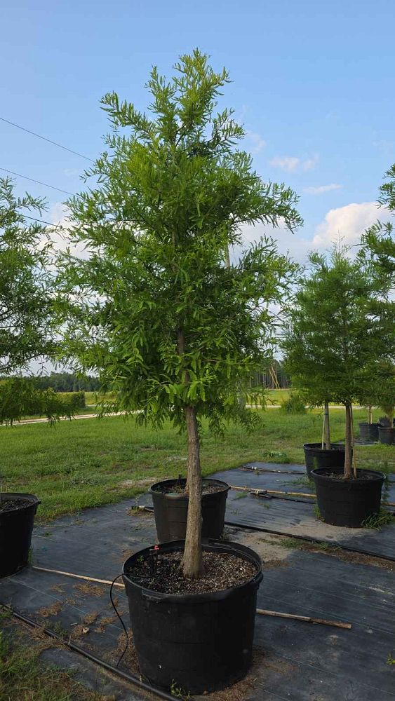 taxodium-distichum-bald-cypress