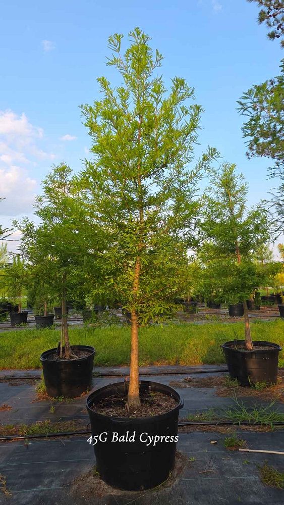 taxodium-distichum-bald-cypress