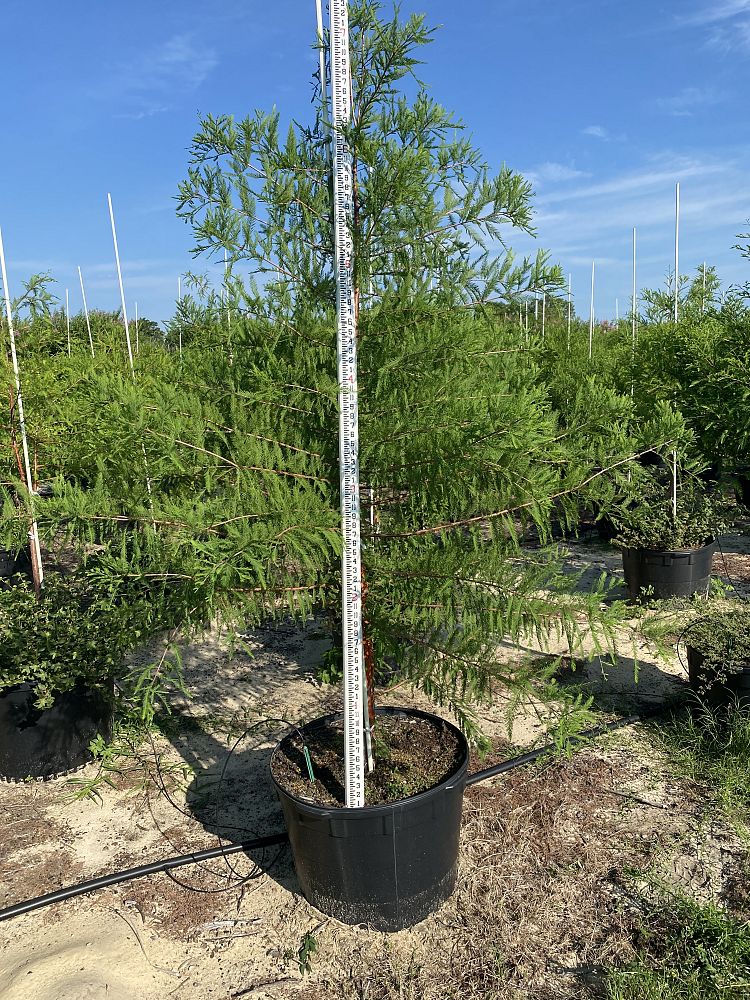 taxodium-distichum-bald-cypress