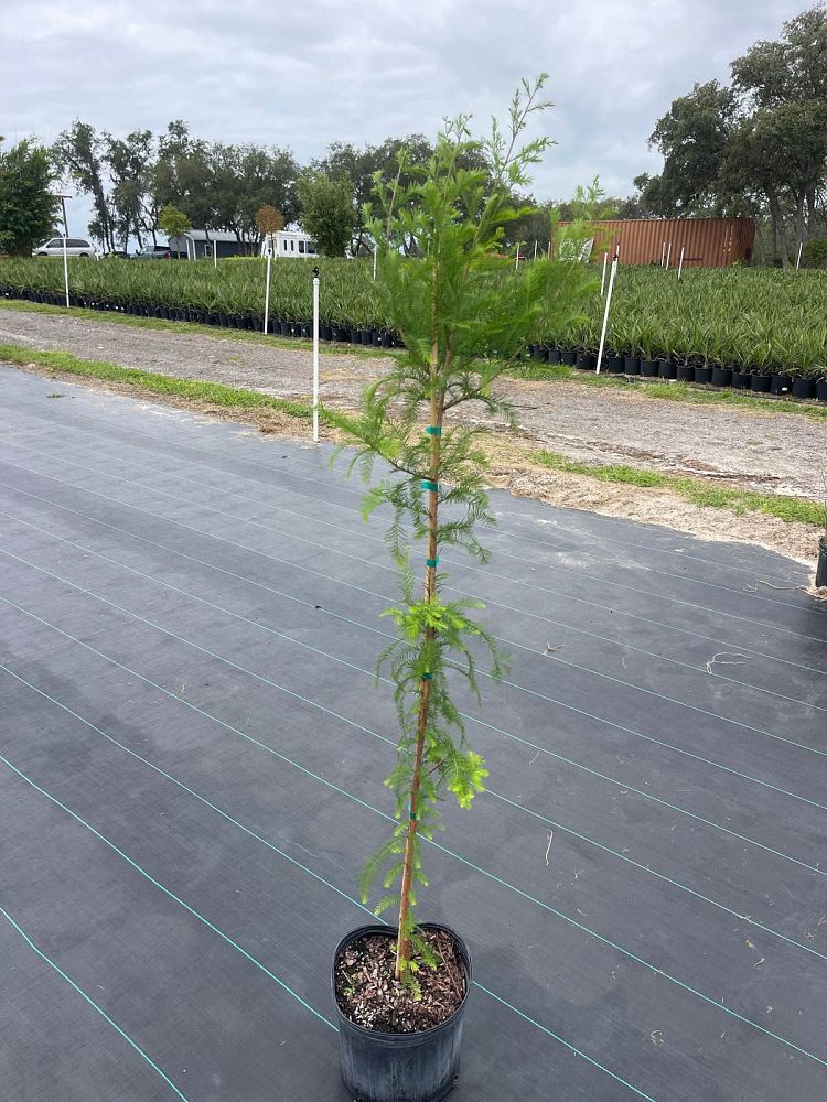 taxodium-distichum-bald-cypress