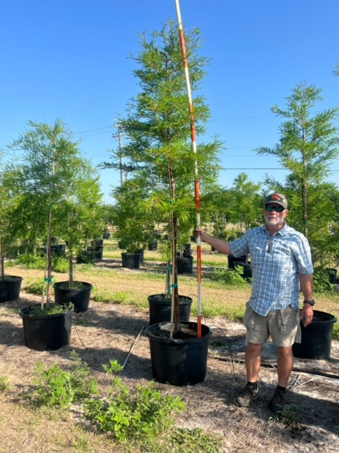 taxodium-distichum-bald-cypress