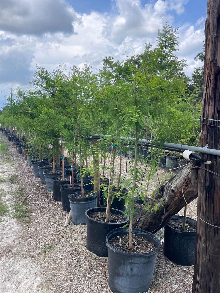 taxodium-distichum-bald-cypress