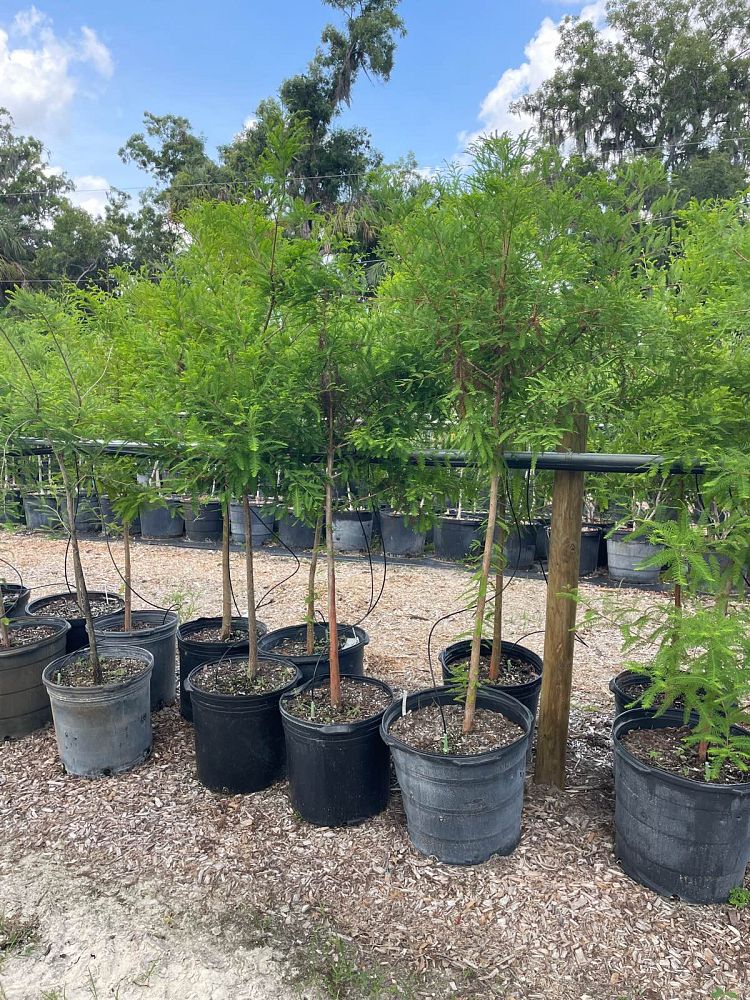 taxodium-distichum-bald-cypress
