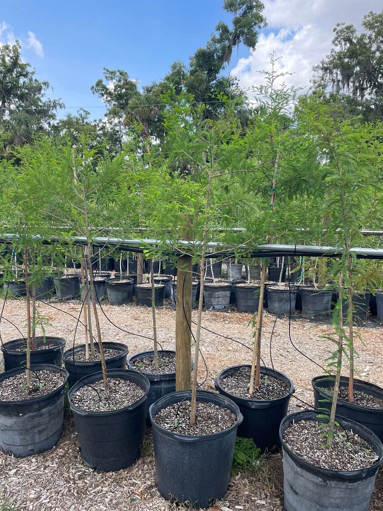 taxodium-distichum-bald-cypress
