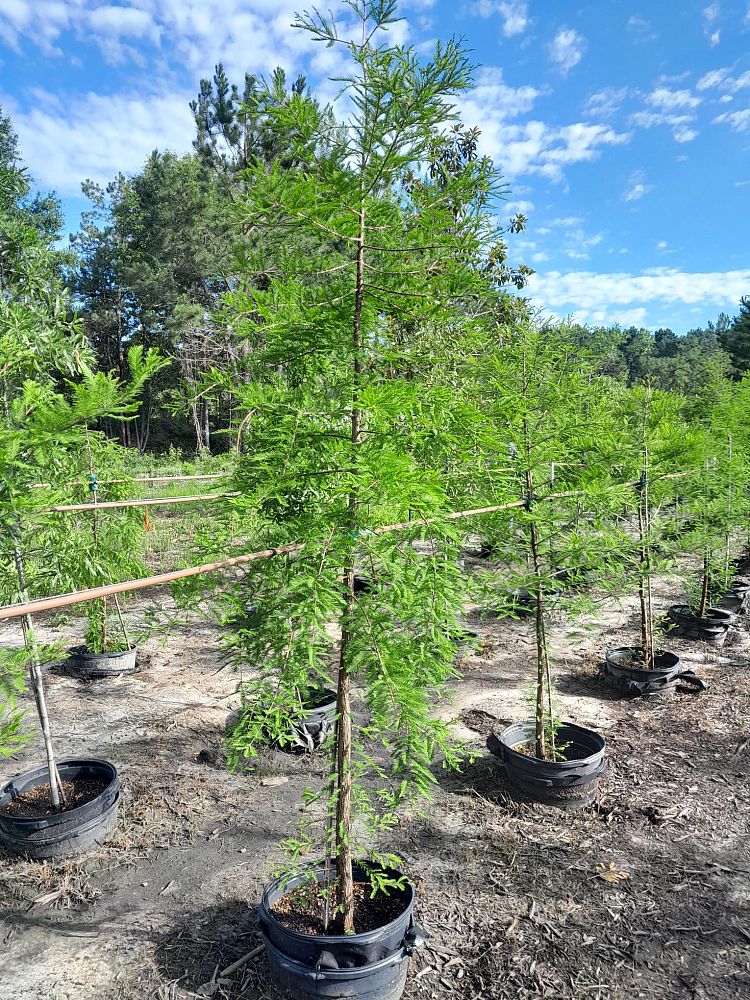 taxodium-distichum-bald-cypress