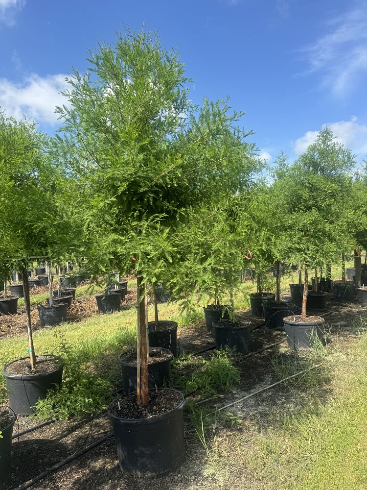 taxodium-distichum-bald-cypress
