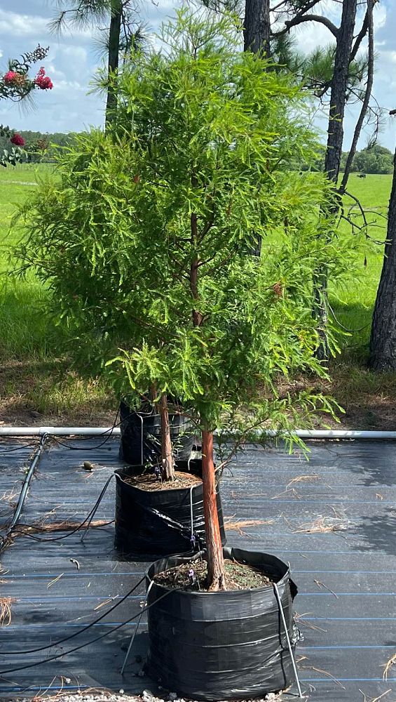 taxodium-distichum-bald-cypress